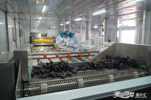 产业援疆助力伊宁县奏响 致富曲